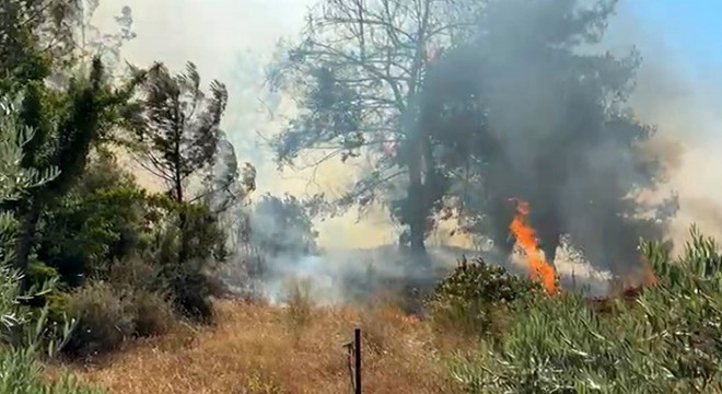 Antalya da çalılıkta çıkan yangın ormana sıçradı