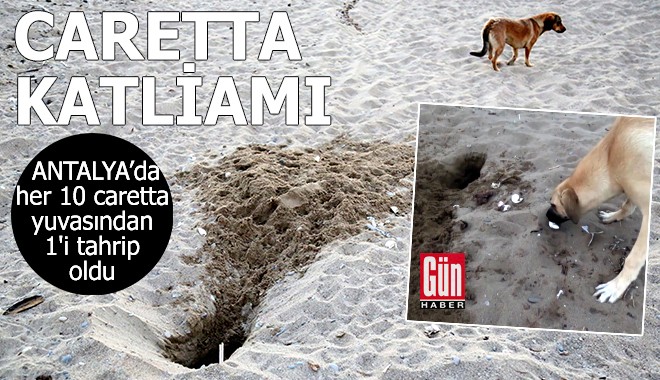 Antalya'da caretta caretta katliamı