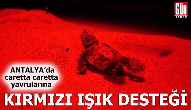 Antalya'da caretta caretta yavrularına kırmızı ışık desteği