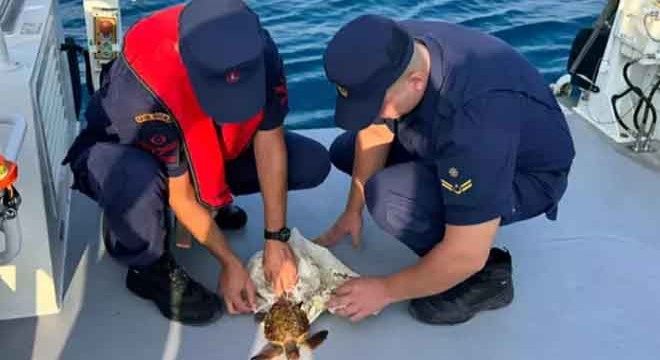Antalya da çuvala dolanmış deniz kaplumbağası kurtarıldı