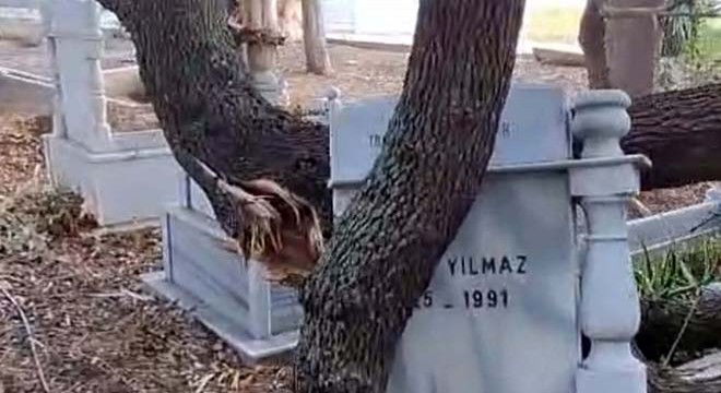 Antalya da dalları kırılan ağaçlar mezarlara zarar verdi