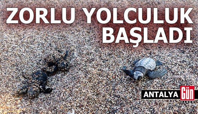 Antalya'da deniz kaplumbağası yavrularının zorlu yolculuğu başladı