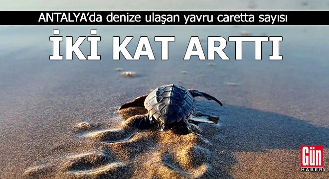 Antalya da denize ulaşan yavru caretta sayısı iki kat arttı