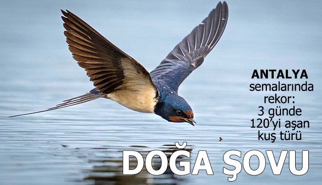 Antalya'da doğa şovu