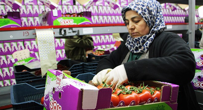 Antalya da domates ihracatında hareketlilik başladı