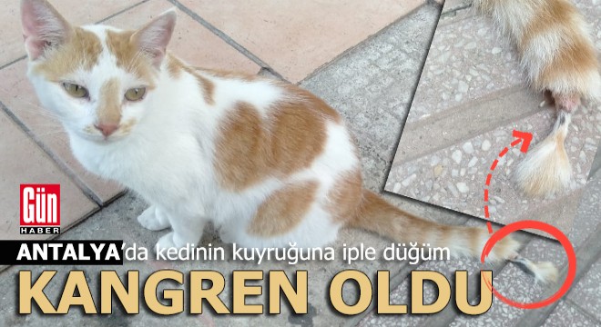 Antalya da düğüm atılan kuyruk kangren oldu