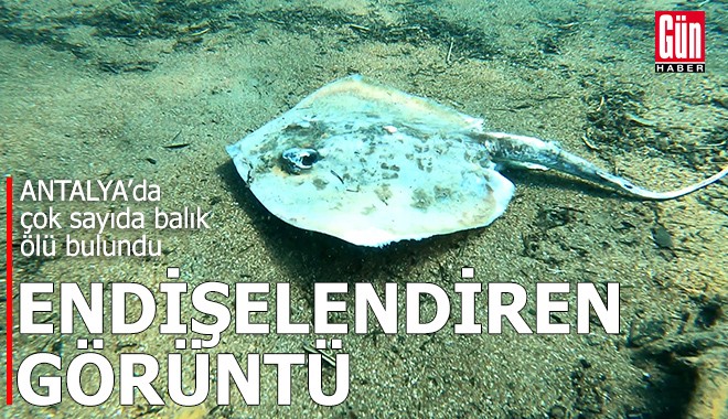 Antalya'da endişelendiren görüntü!