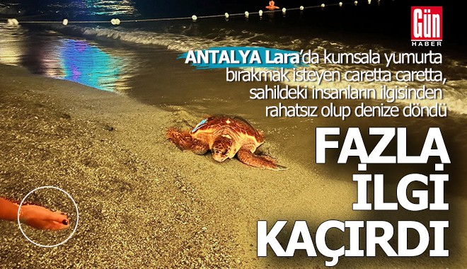 Antalya'da fazla ilgiden rahatsız olan caretta caretta yumurtlamadan denize döndü
