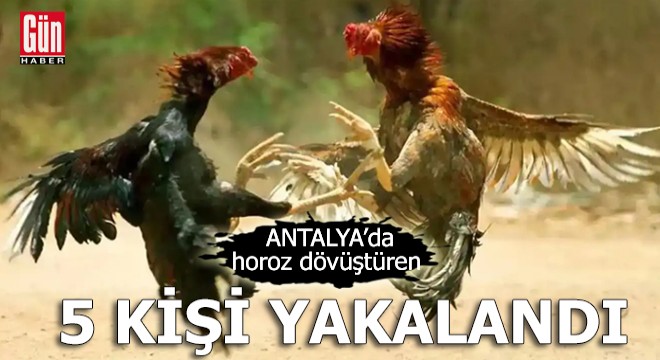 Antalya da horoz dövüştüren 5 kişi yakalandı