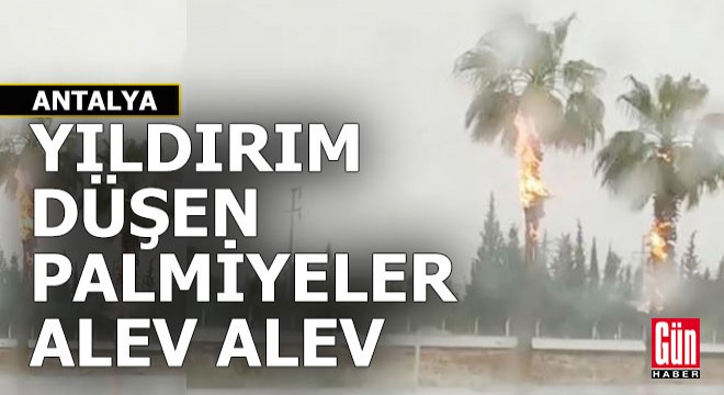 Antalya da iki palmiyeye yıldırım düştü