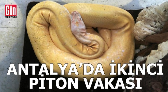 Antalya da ikinci piton vakası