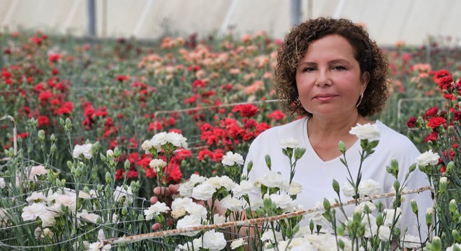 Antalya da karanfilde fusarium hastalığına karşı yerli tür