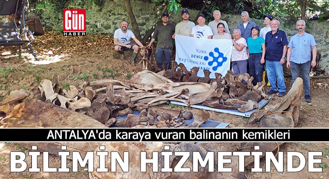 Antalya da karaya vuran balinanın kemikleri, bilimin hizmetinde