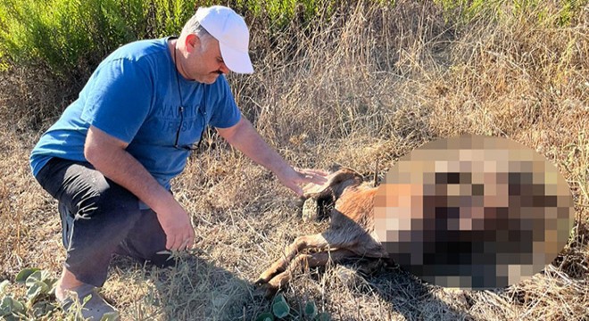 Antalya da keçilerini vahşi hayvanlar parçaladı