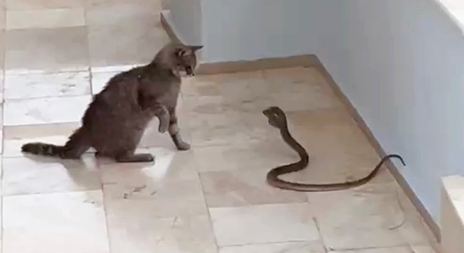Antalya da kedi ile yılanın kavgası kamerada