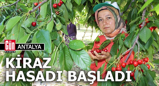 Antalya da kiraz hasadı başladı