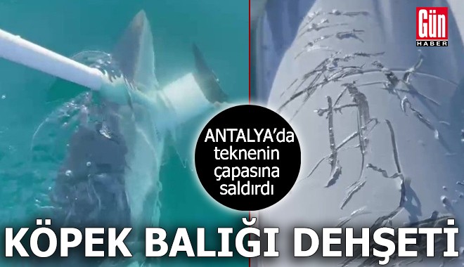 Antalya'da köpek balığı dehşeti!