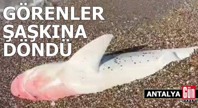 Antalya da köpek balığı ölüsü kıyıya vurdu