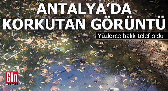 Antalya da korkutan görüntü! Yüzlerce balık telef oldu