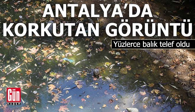 Antalya'da korkutan görüntü! Yüzlerce balık telef oldu