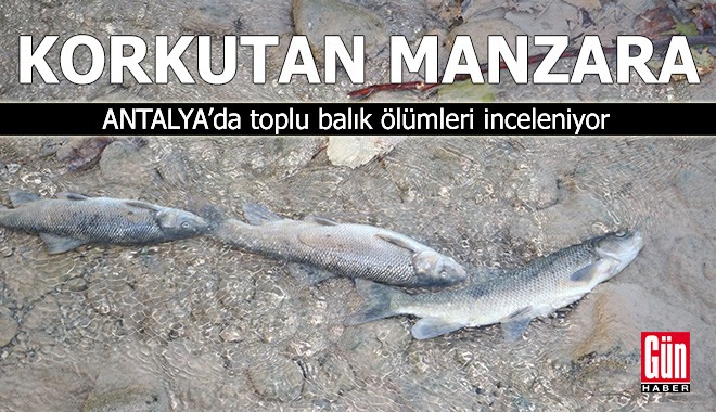 Antalya'da korkutan manzara! Toplu balık ölümleri inceleniyor
