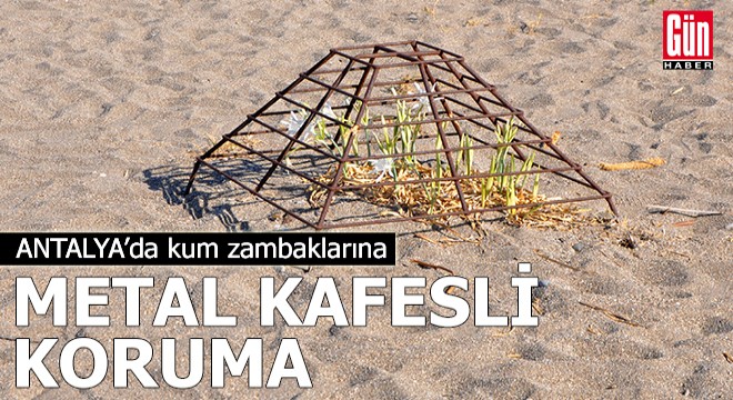 Antalya da kum zambaklarına metal kafesli koruma