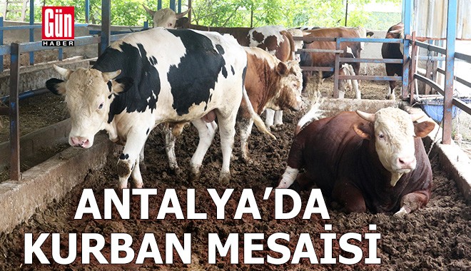 Antalya'da kurbanlık pazarında bayram yoğunluğu