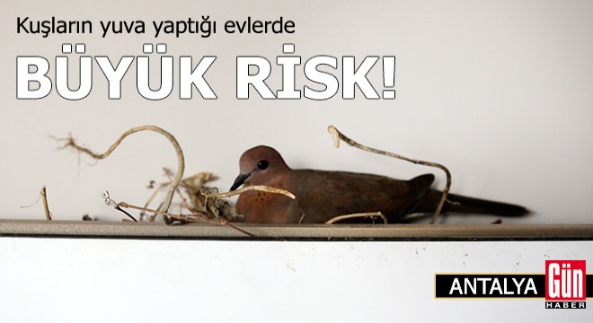 Antalya da kuşların yuva yaptığı evlerde büyük risk!