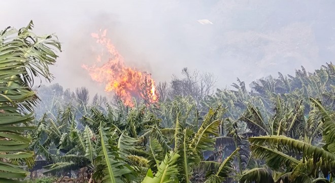 Antalya da muz bahçeleri ve makilik alan yandı