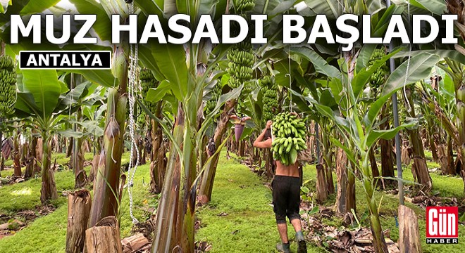 Antalya da muz sezonu; hasat başladı