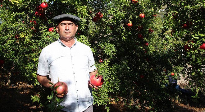 Antalya da nar üretimi son 10 yılda azaldı