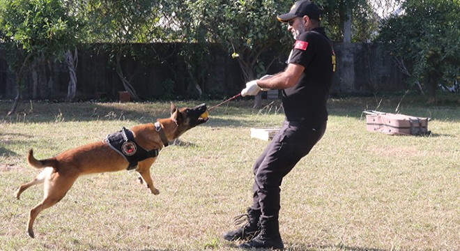 Antalya da narkotik köpeklerinin sıra dışı eğitimi