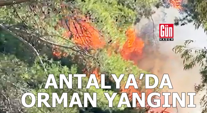 Antalya da orman yangını