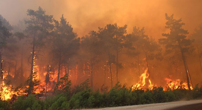 Antalya da orman yangınının yayılmasına keçiboynuzu ağacı set olacak
