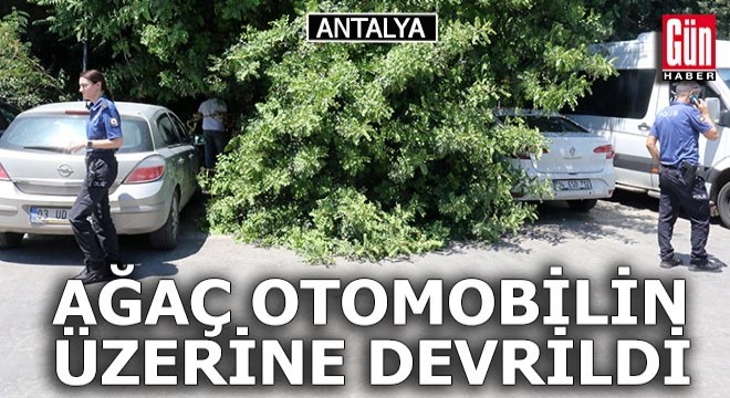 Antalya da, otomobilinin üzerine ağaç devrildi