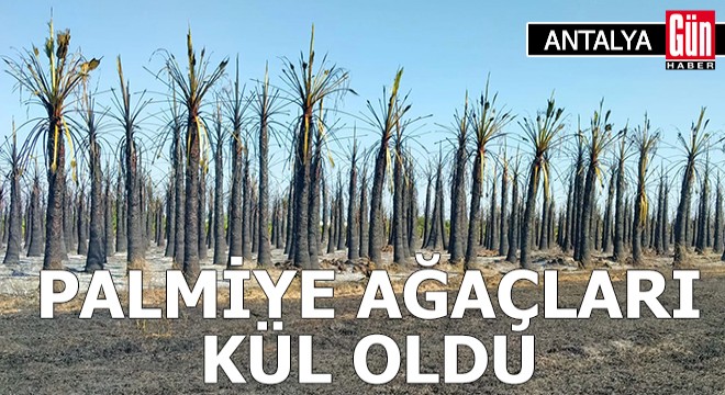 Antalya da palmiye ağaçları kül oldu