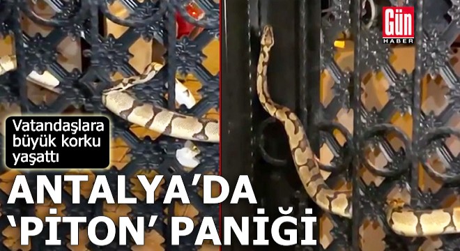 Antalya da piton paniği! Vatandaşlara büyük korku yaşattı