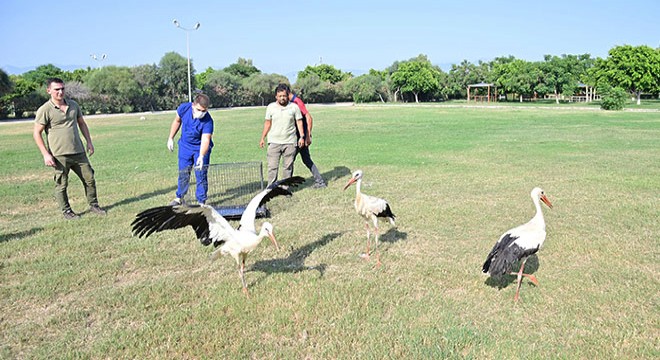 Antalya da plastik atıklar leylekleri tehdit ediyor