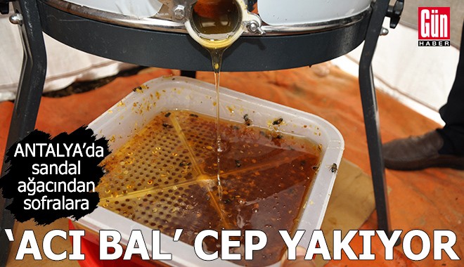 Antalya’da sandal ağacından sofralara: Acı bal cep yakıyor