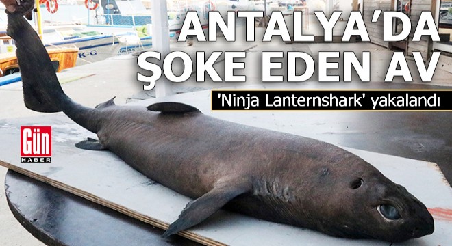 Antalya da şoke eden av!  Ninja Lanternshark  yakalandı