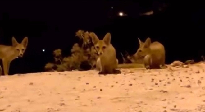 Antalya da tilki yavrularını kraker ve bisküviyle beslediler