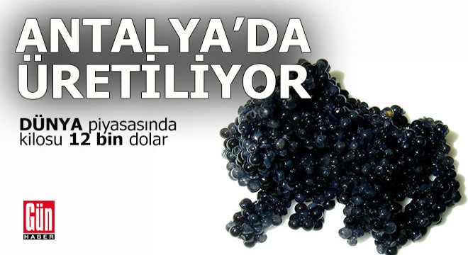 Antalya da üretiliyor, dünya piyasalarında kilosu 12 bin dolara satılıyor