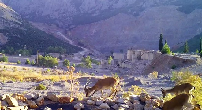 Antalya da yaban hayvanları için can suyu havuzu