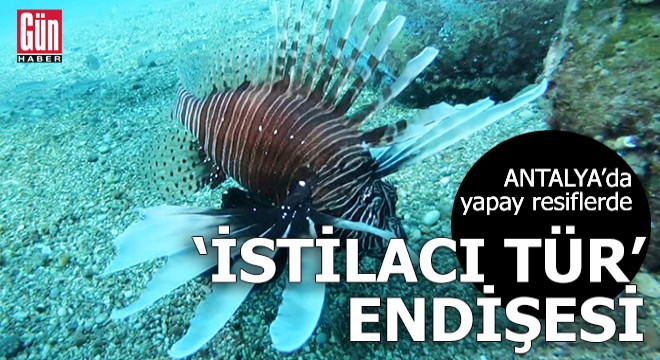 Antalya da yapay resiflerde  istilacı tür  endişesi