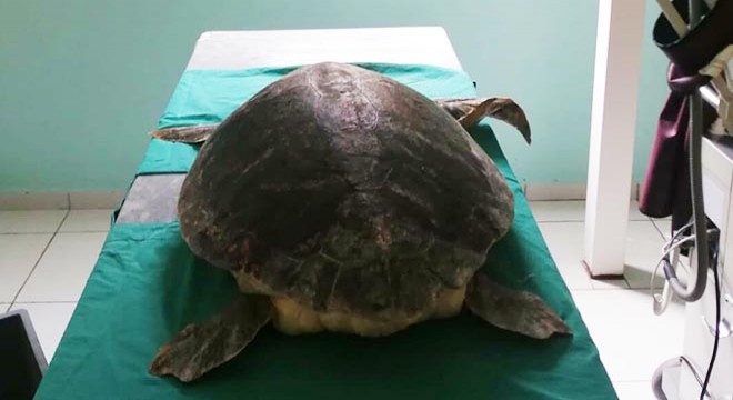 Antalya da yaralı bulunan kaplumbağa tedaviye alındı