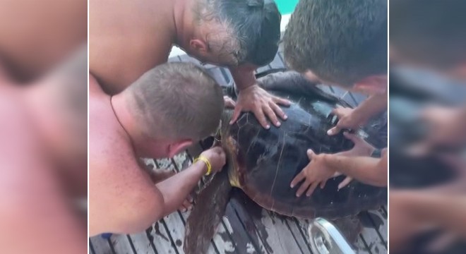 Antalya da yaralı deniz kaplumbağası kurtarıldı
