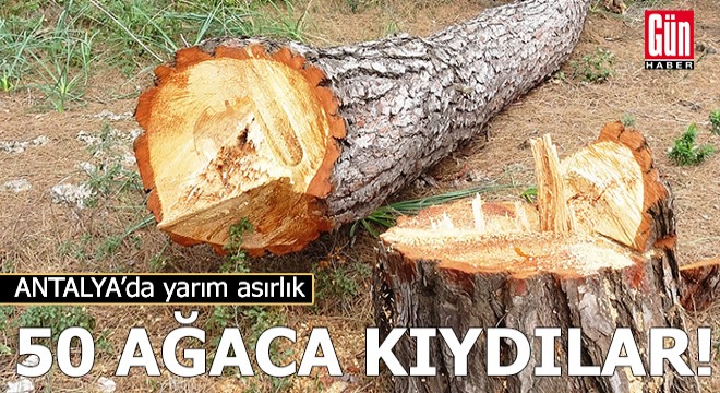 Antalya da yarım asırlık ağaçları kesip, kaçtılar!