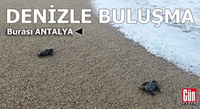 Antalya da yavru caretta sezonu başladı