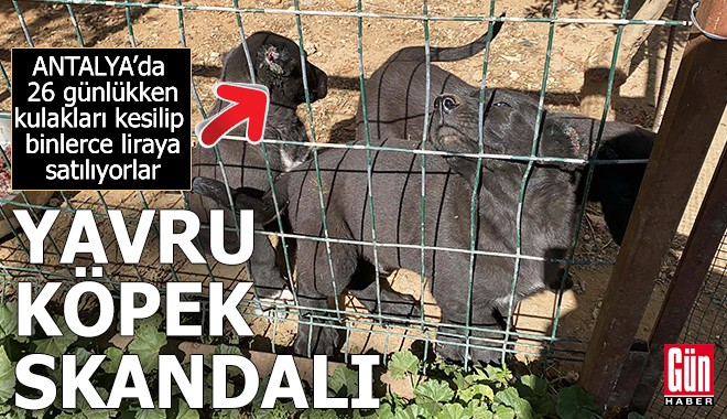 Antalya'da yavru köpek skandalı!