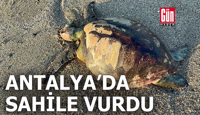 Antalya'da yeşil deniz kaplumbağası ölüsü sahile vurdu